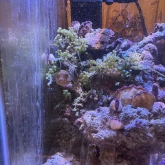 一週間限定　サザナミフグ　世田谷区　受け渡し　モヨウフグの画像