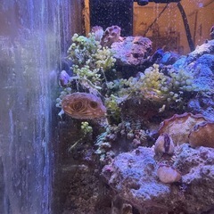 一週間限定　サザナミフグ　世田谷区　受け渡し　モヨウフグの画像
