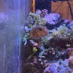 一週間限定　サザナミフグ　世田谷区　受け渡し　モヨウフグの画像
