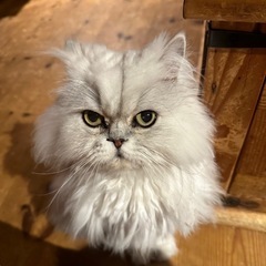 チンチラシルバー