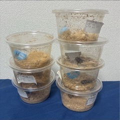 国産ノコギリクワガタ　WF1 北海道深川市産　メス7匹＋おまけオス1匹の画像
