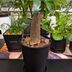 ランキングキーワードに紐づく投稿画像-観葉植物