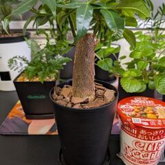 【観葉植物】パキラ 4号鉢サイズの画像