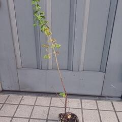 ミント60㎝/おつまみ希望/北区より