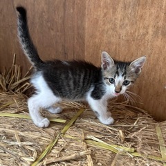 生後３ヶ月くらいの子猫