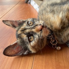 元気いっぱいのさび猫ちゃん 女の子