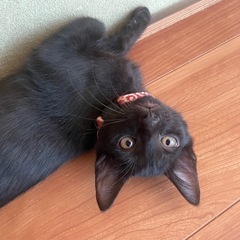 食いしん坊な黒猫ちゃん 男の子