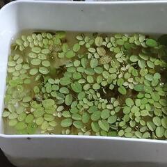 めだか水草🐟の画像