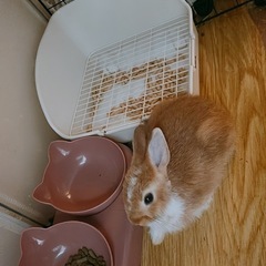 茶色ミニうさぎ