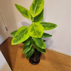 フィカス　アルテシマの画像