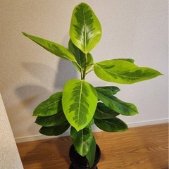 フィカス　アルテシマの画像