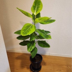 フィカス　アルテシマの画像