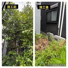 剪定、伐採おまかせください！🌳✂️