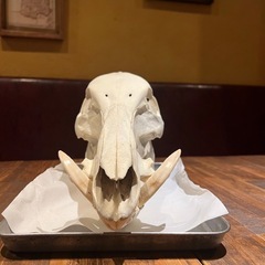 猪の頭蓋骨　牙の画像