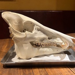 猪の頭蓋骨　牙の画像