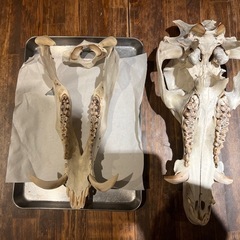 猪の頭蓋骨　牙の画像