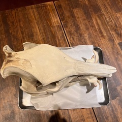 猪の頭蓋骨　牙の画像