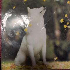 クリアファイルの画像