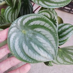 1500円　スイカペペ　3号ポット苗　ペペロミア　サンデルシー　観葉植物の画像