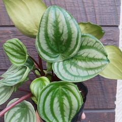 1500円　スイカペペ　3号ポット苗　ペペロミア　サンデルシー　観葉植物の画像