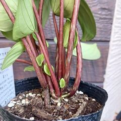 1500円　スイカペペ　3号ポット苗　ペペロミア　サンデルシー　観葉植物の画像