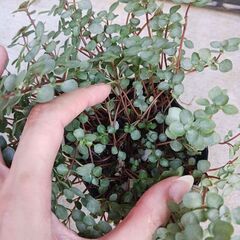 700円　ピレア　グラウカ　3号ロングポット　観葉植物　の画像