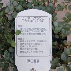 700円　ピレア　グラウカ　3号ロングポット　観葉植物　の画像
