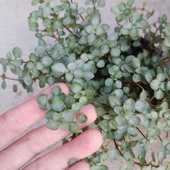 700円　ピレア　グラウカ　3号ロングポット　観葉植物　の画像