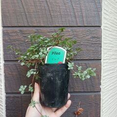 700円　ピレア　グラウカ　3号ロングポット　観葉植物　の画像