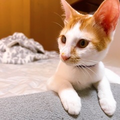 ① 3ヶ月くらいの子猫