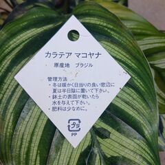 2000円　カラテア・マコヤナ　4号　観葉植物　の画像
