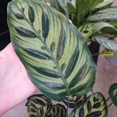 2000円　カラテア・マコヤナ　4号　観葉植物　の画像