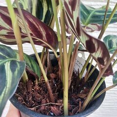 2000円　カラテア・マコヤナ　4号　観葉植物　の画像