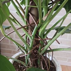 3万円　モンステラ　支柱仕立て　10号　観葉植物の画像