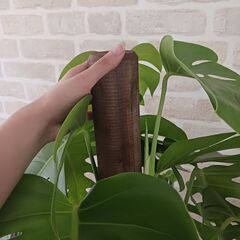 3万円　モンステラ　支柱仕立て　10号　観葉植物の画像