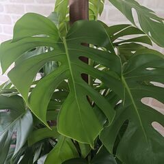 3万円　モンステラ　支柱仕立て　10号　観葉植物の画像