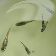 めだか　⭐ネプチューン⭐1匹からOK⭐#稚魚の画像