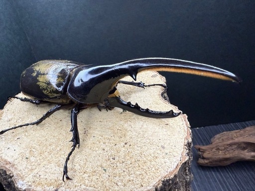 (売切)ヘラクレスオオカブト成虫ペア ♂139mm×♀72.6mm 大型血統 美形