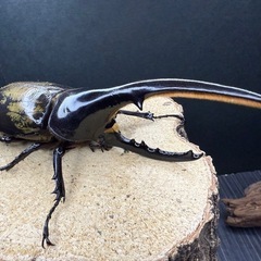 ヘラクレスオオカブト成虫ペア ♂139mm×♀72.6mm 大型血統 美形の画像