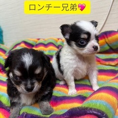 極小ロングコートチワワ