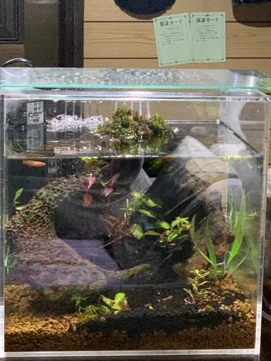 ガラス水槽 流木多量レイアウト品