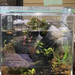 ガラス水槽 流木多量レイアウト品の画像