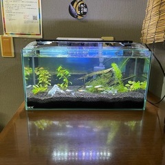 ガラス水槽 流木多量レイアウト品の画像