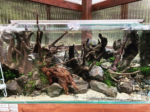 ガラス水槽 流木多量レイアウト品