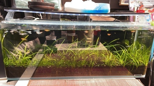 ガラス水槽 流木多量レイアウト品