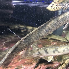 Wild ポリプテルスの画像