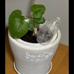 観葉植物　ウンベラータの画像