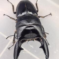 106.2mm 同腹 ♂91.4mm×♀50~52mmフリー　スマトラヒラタ　アチェ同腹ペア
の画像