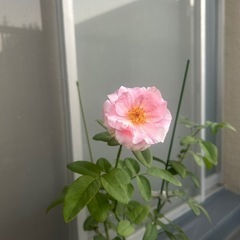 薔薇苗木の画像