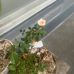 薔薇苗木の画像